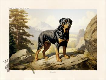 CFA Dog Rottweiler